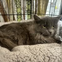 Photo of Sweet Caroline 