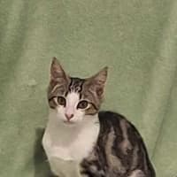 Photo of Archie