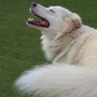 Photo of Buddy
