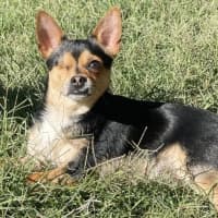 Photo of Indi (Was Oddie)