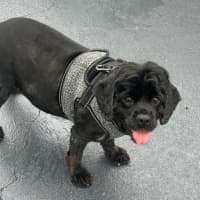 Photo of Tammy 🐶😍🦋