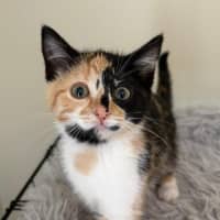 Photo of Miss Maples