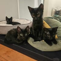 Photo of Purrcival