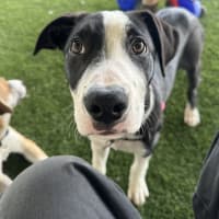 Photo of Mishka 