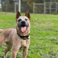 Photo of Rusty