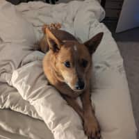 Photo of Cooper