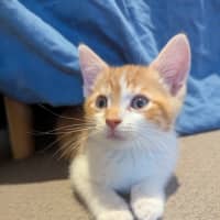 Photo of Stanley Golden