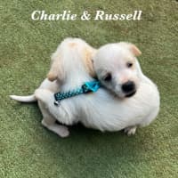 Photo of Russell