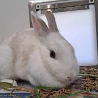 Photo of Smudge