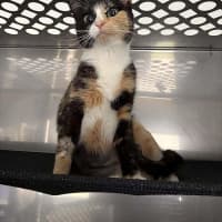 Photo of Primrose