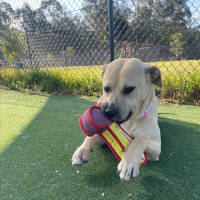 Photo of Alita Imp 1811