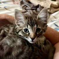 Photo of Dennis   In Foster Care In Greensborough