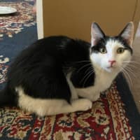 Photo of Patrick Patty Paws