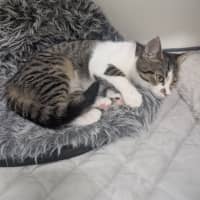 Photo of Blaze 