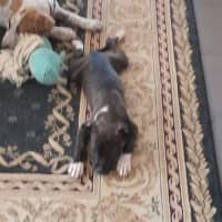 Photo of Sienna (Shadow)