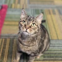 Photo of Rufus