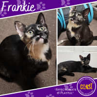 Photo of Frankie