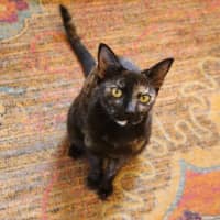 Photo of Fudge