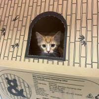 Photo of Wile E. Coyote