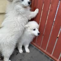 Photo of Cotton & Cloud