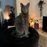 Photo of Cora