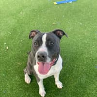 Photo of Cookie Imp 1421