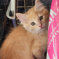 Photo of Morgan (Located In Foster Care In Templestowe)