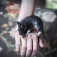 Photo of Ginkgo & Blossom