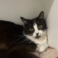 Photo of Kara (Now Mephiles)