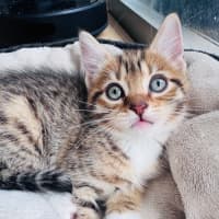 Photo of Feta