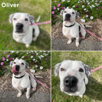 Photo of Oliver
