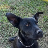 Photo of Prince Harry   5 Month Old Kelpie X