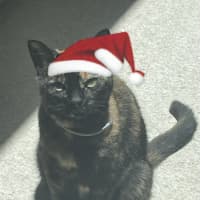 Photo of Sifah (8080)