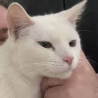 Photo of Snowy
