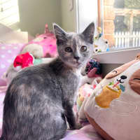 Photo of Bear & Buttercup
