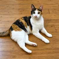 Photo of Daphne
