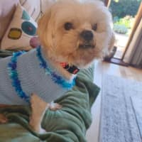 Photo of Ollie