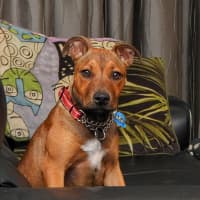 Photo of Lilly (Was Lolly)