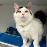 Photo of Pickles