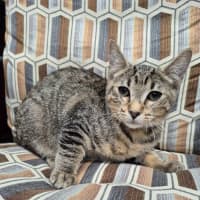 Photo of Pedro ** 2nd Chance Cat Rescue**