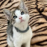 Photo of Ford (9196)