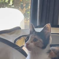 Photo of Pixie