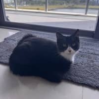 Photo of Oreo