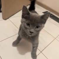 Photo of Shadow