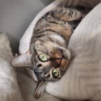 Photo of Polly