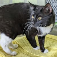 Photo of The Mute Wolf