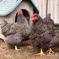 Photo of Lucy & Ethel