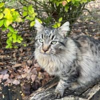 Photo of Aurelian Silvanus