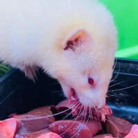 Photo of Fig, Anthea & Danger Mouse