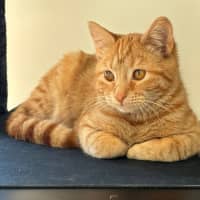 Photo of Bleu ** 2nd Chance Cat Rescue**